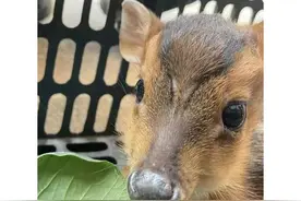 湖北黄石惊现黄麂，传说会带来血光之灾，现实中却比老鼠还胆小图片