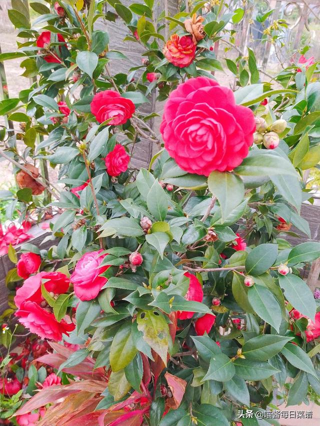 花胶腰果汤 花胶猪腰汤