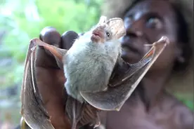 非洲土著太狠了！抓狒狒当主食，蝙蝠当凉菜，野兽见了他们都害怕图片