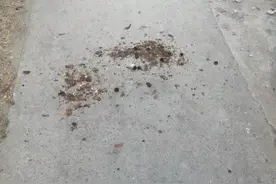 中药渣图片