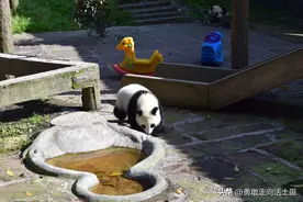 熊猫故里 || 碧峰峡图片