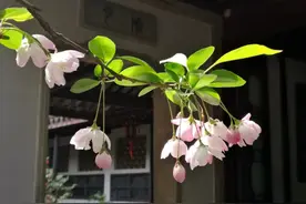 《笑林广记》笑话8则，嬉笑怒骂，令人哭笑不得图片