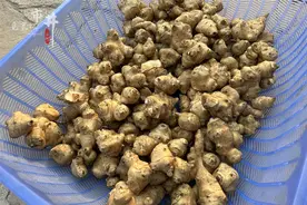 亩产5000公斤，经济价值高，却少有人种的“姜”，炒着吃鲜香脆口图片