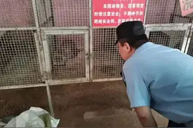 赤峰城区惊现小浣熊，还咬伤2人…它是哪来的？图片