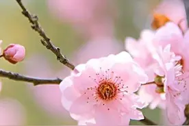 分享图片，杏花盛开，姹紫嫣红，春意盎然图片