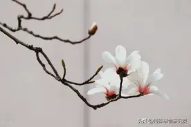 玉兰花图片