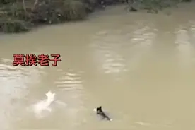 （视频）@太原人！二哈回村后沉迷游泳无法自拔！二哈：上岸可拆家，下河可捉鸭图片