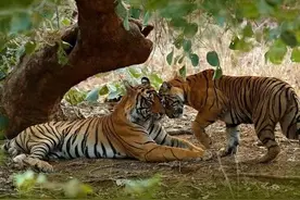 没钱还乱花钱的生肖，一点也不知道节约图片