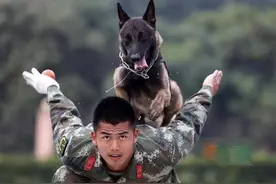 为什么“马犬”越来越受欢迎？网友：养了就不想换狗了图片