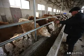 “槽满饿死牛”有没有道理？为什么喂牛的时候要少量多次？图片