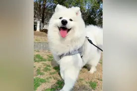 狗狗心脏病用药大全，希望都用不到！图片