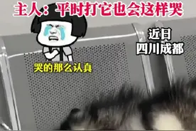 狗狗打架打输了在医院嗷嗷大哭图片