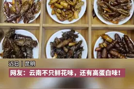 小伙挑战云南全虫宴图片