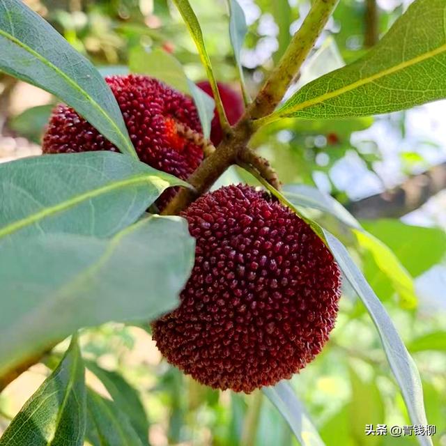 杨梅衰弱病研究现状及绿色防控技术