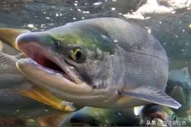 大马哈的“怒吼”！中国坚持放流几十年，全为俄罗斯当“嫁衣”？图片