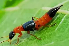 原创男子拍死隐翅虫多处溃烂5天未愈！为何如此危险？它有何特别图片