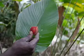 翅果竹芋和应乐果，两种世界上最甜的植物，却都原生在苦难的非洲图片