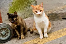 路上捡到这6种猫，立马带回家，它们会用一辈子报答你的图片