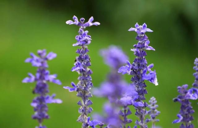 千屈菜 是浪漫梦境 还是紫色瘟疫 花名册no Ttsnews