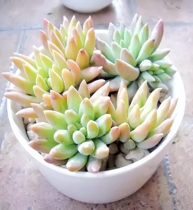 270种常见多肉图谱，一分钟认全！