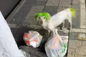 请成都朋友们放心，这条网红非主流小狗，已经被狗主人找到图片