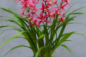 5种“高贵花”，富贵之人才爱养，家里一放，品格高尚，身价倍增图片