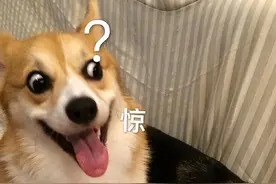 狗狗“嘤嘤叫”什么意思？其实它想告诉你这几件事！图片