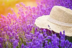 如果有一天，老伴先走了，最好的活法有三种！图片