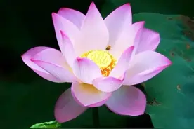 净土圣贤录 （六十篇）图片