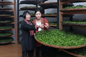 “中国传统制茶技艺及其相关习俗”入选人类非遗代表作名录 广西六堡茶制作技艺、瑶族油茶习俗入列图片