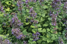 猫薄荷对猫有害吗？这些知识你需要知道图片