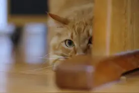 猫咪会对你的哪种行为感到害怕呢？图片