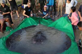 全球最大淡水鱼！湄公河捕获600斤黄貂鱼，这鱼能吃吗？图片