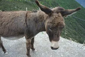 人类是不是和所有动物都有生殖隔离，生殖隔离到底有多可怕？图片