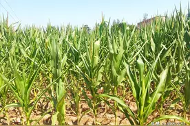 高温干旱持续，玉米生长备受考验，诸多“副作用”将导致减产图片