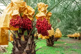 辟谣│椰枣、碧根果、腰果等7种新疆特产干果，新疆根本就不产图片