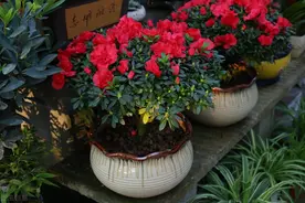 10大“吉利花”，时尚又喜庆，家里养一盆，红红火火，养人又旺家图片