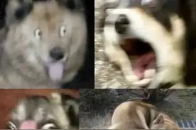 吃完菌子看到狗子说话带字幕，被抬上120还不服：你们应该抓狗！图片