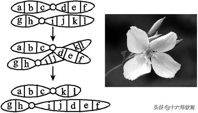 高中生物三年必背知识最全汇总（建议打印）