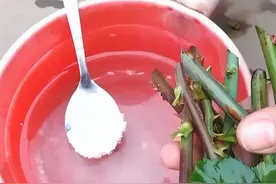 扦插没有“生根剂”，油盐糖醋，水里一泡，大白根蹭蹭往外冒图片