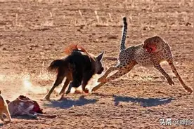 蜜蜂相互抢食，养蜂人在蜂门口扔了根树枝，蜜蜂变乖了，啥原理？图片