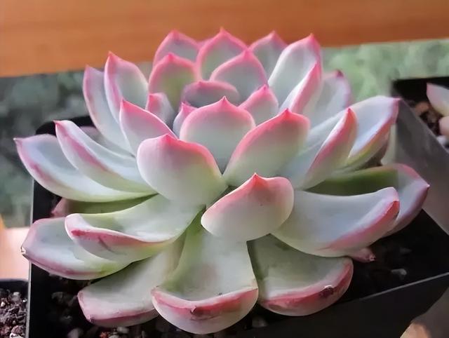 270种常见多肉图谱，一分钟认全！