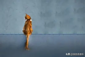 网红“处刑式虐猫”背后潜藏心理危机！什么法律能管？图片