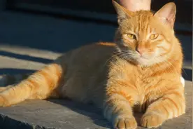 “黄狸猫”很好养，养了真香，养了让你捡到宝图片