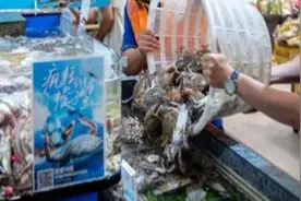 鲜不鲜？首批东海梭子蟹，等着上餐桌！图片