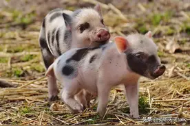 老外常说的pig out，翻译成“猪跑出来了”，就闹笑话了图片