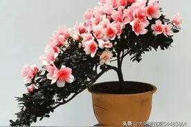 7种花爱“喝酸水”，每月喝一次，叶片油绿，开花开得大又鲜艳图片