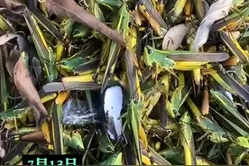 十年来最严重！湖南惊现蝗灾，网友：全因禁烧秸秆，究竟咋回事？图片
