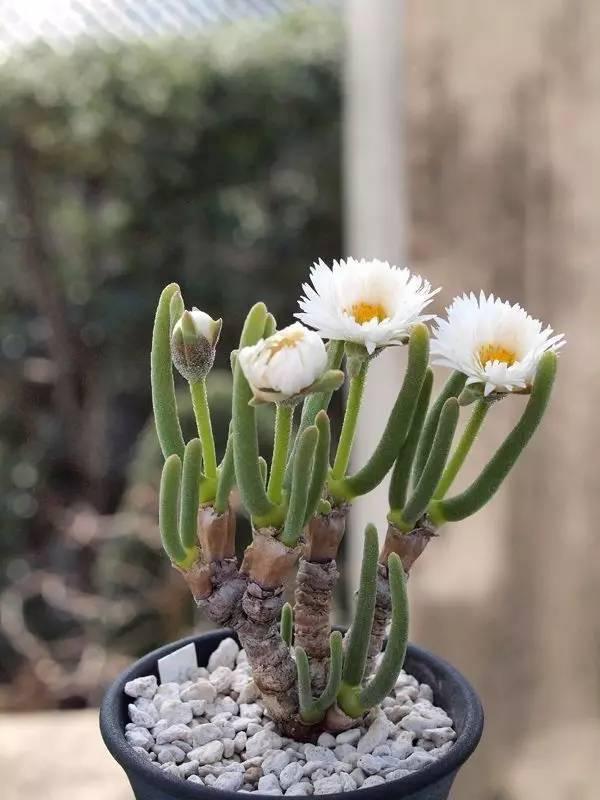 12种多肉植物图片及名称(名贵多肉植物图片及名称)-措必培