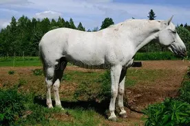 梦见一匹浑身通透雪白的大白马图片